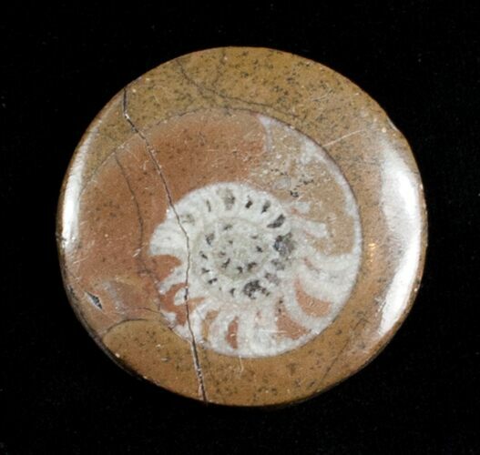 Polished Goniatite Button - Morocco #3602